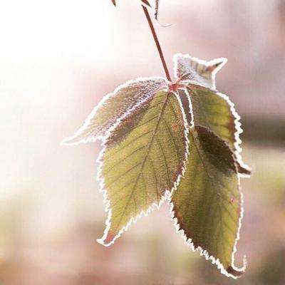 半岛官方下载入口